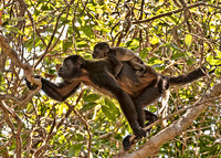Howler Monkey