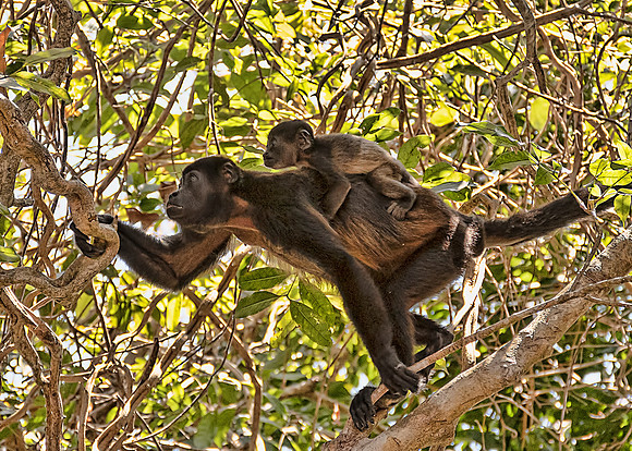 Howler Monkey