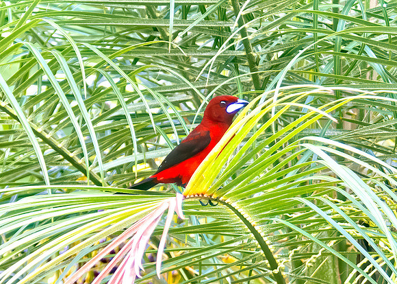 Crimson-Backed Tanager