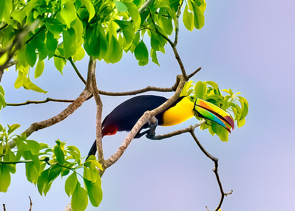Keel-Billed Toucan