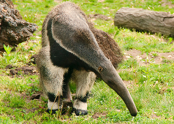 Giant Anteater