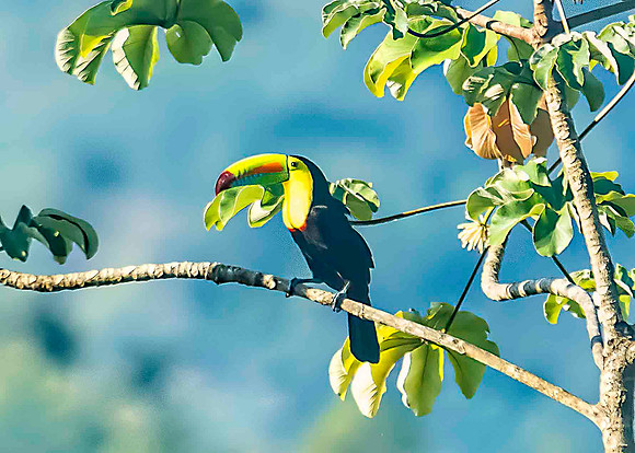 Keel-Billed Toucan