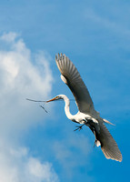 Great White Egret