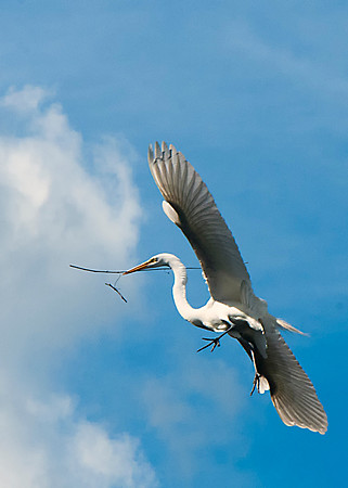Great White Egret