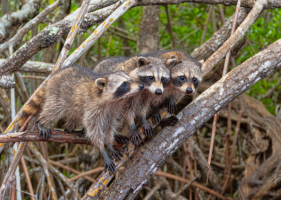 Raccoons