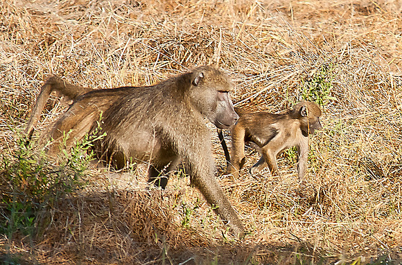 Baboon, Zambia