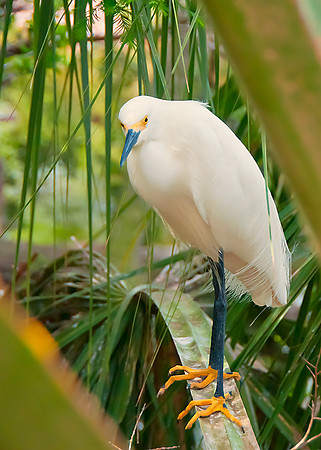 Snowy Egret