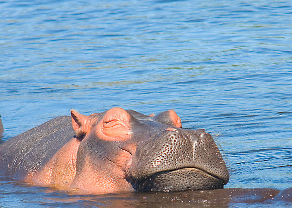 Hippopotamus