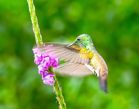 Rufous-tailed Hummingbird