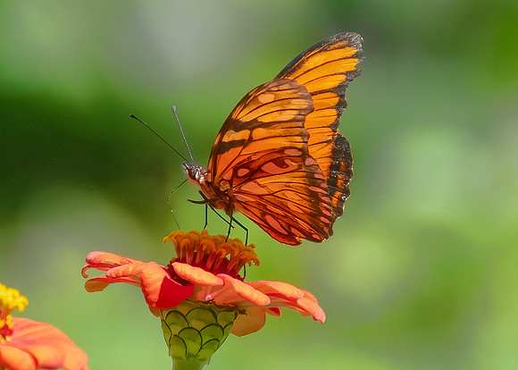 Juno Longwing Butterfly