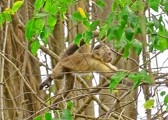 Capuchin Monkey