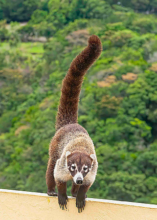 Coatimundi