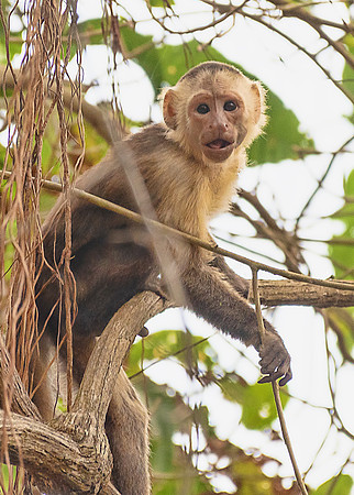 Capuchin Monkey