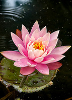 Water Lily