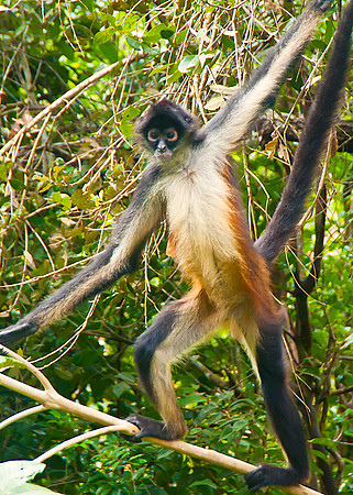 Black Spider Monkey