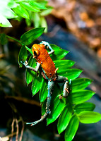 Strawberry Poison-dart Frog