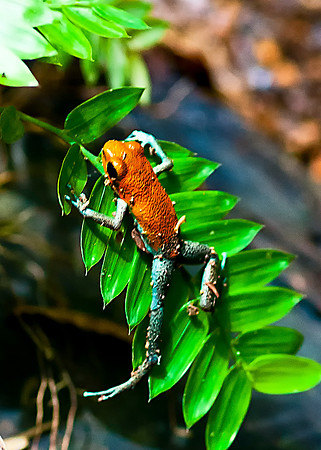 Strawberry Poison-dart Frog