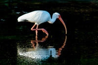 White Ibis
