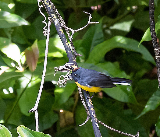 Slate-throated Redstart