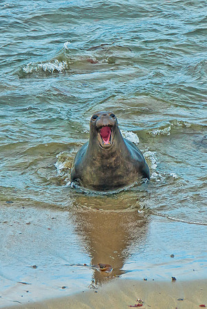 Sea Lion