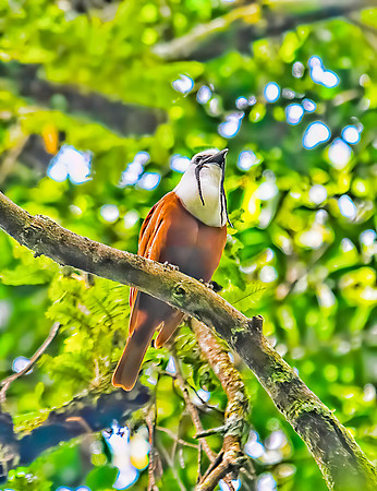 Three-Wattled Bellbird