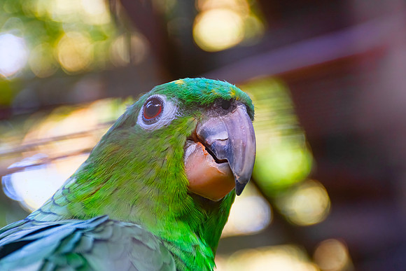 Macaw Mountain