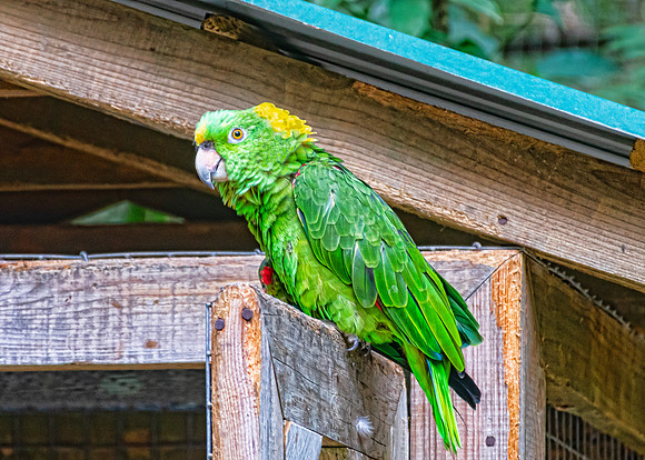 Macaw Mountain