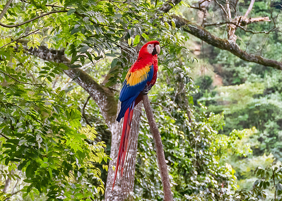 Macaw Mountain
