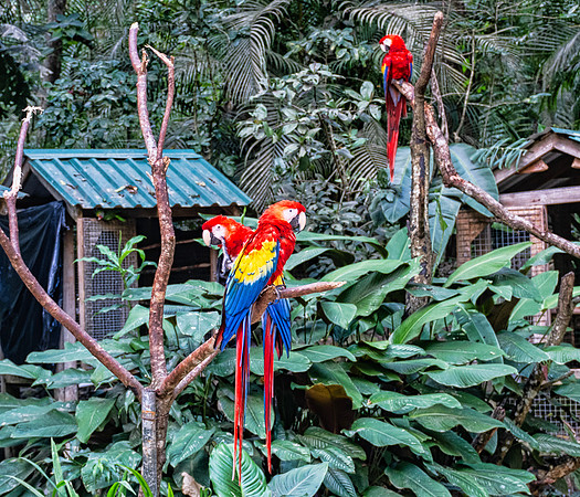 Macaw Mountain