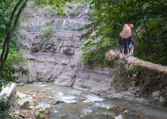Macaw Mountain