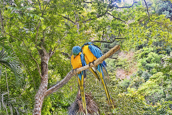 Macaw Mountain