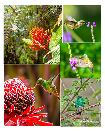 Hummingbirds of Panama
