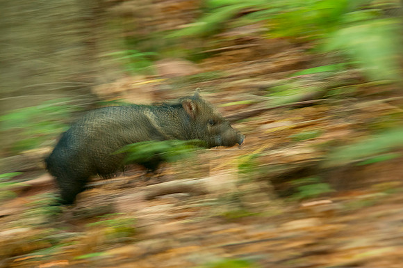Collared Peccary