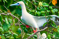 Birds of the World