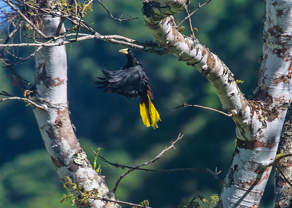 Crested Oropendola