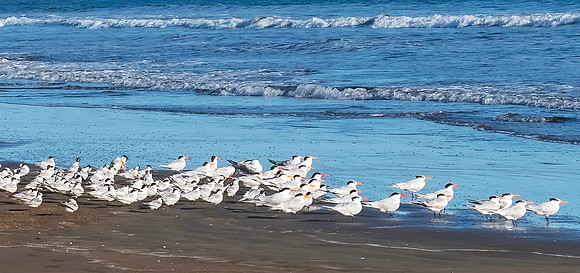 Las Lajas Beach