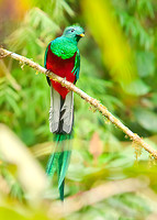 Resplendent Quetzal