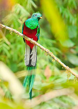 Resplendent Quetzal