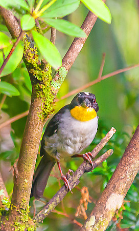 Yellow-Throated Brush-Finch