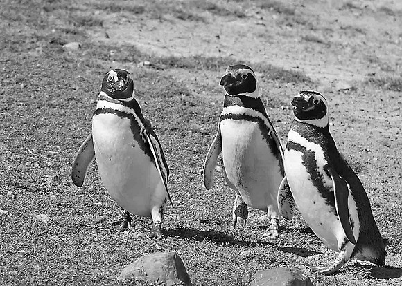 Penguins of Isla Magdelana