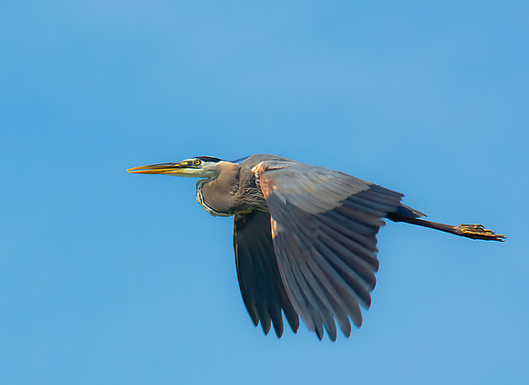 Great Blue Heron