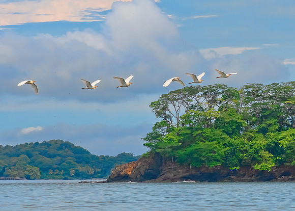 Great Herons