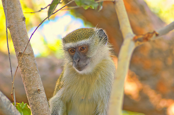 Vervet Monkey
