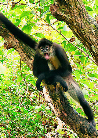 Black Spider Monkey