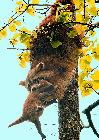 Racoons