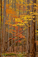 Elkmont, Tennessee