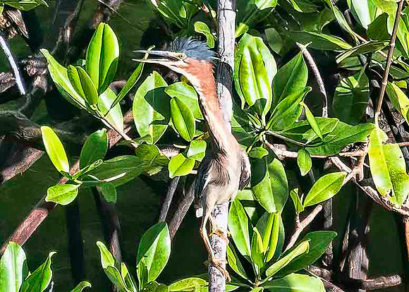 Green Heron