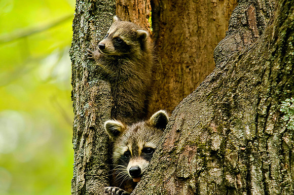 Racoons