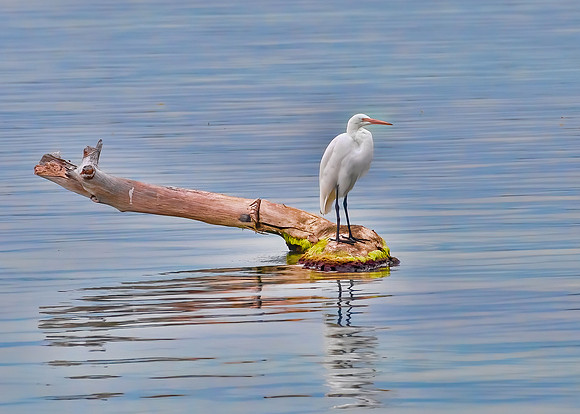 Great Egret