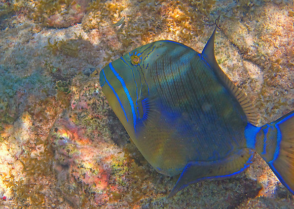 Barrier Reef